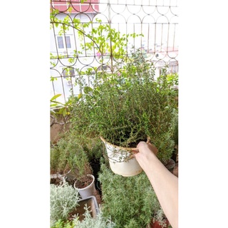 [Ship hoả tốc] cây gia vị Xạ hương (Thyme)