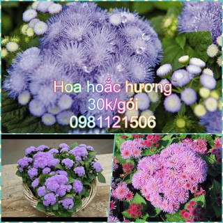 Hạt giống hoa hoắc hương mix. Combo 2 gói tặng 2 viên nén ươm hạt và kích mầm.