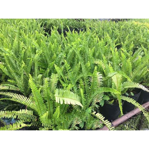 Cây dương xỉ lá me