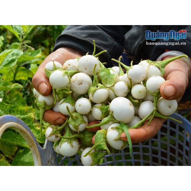 HẠT GIỐNG CÀ PHÁO TRẮNG  - GIỐNG CÀ PHAO TRẮNG 72