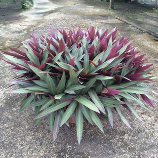 Cây Lẻ Bạn (Sò Huyết)