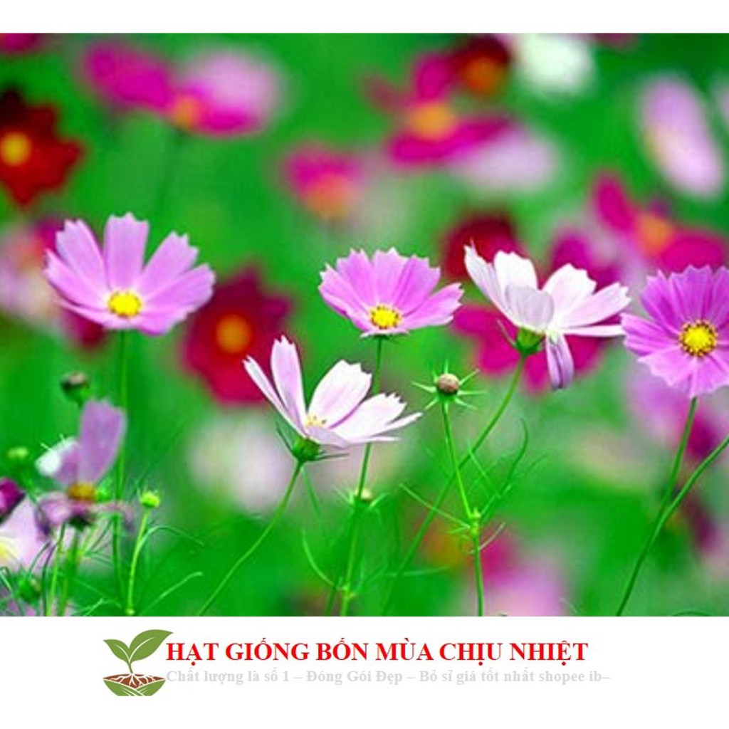 Hg5a 100H - SIÊU SALE HẠT GIỐNG HOA CÁNH BƯỚM MIX ĐẾN MÙA TRỒNG TẾT luckyseed hạt siêu rẻ