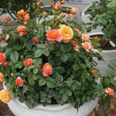 Hạt Giống Hoa Hồng Bụi Mix Đủ Màu (gói 30 hạt, tặng phân)