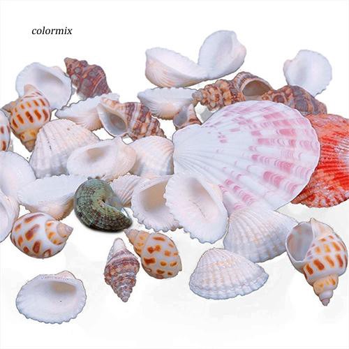 100G Vỏ sò các loại dùng trang trí bể cá độc đáo