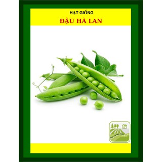 Hạt Giống Đậu Hà Lan 50 Gram