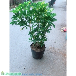 Cây ngũ gia bì cao 80-90cm