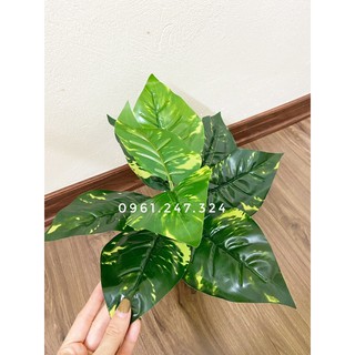 cây lá đốm 30/40cm decor