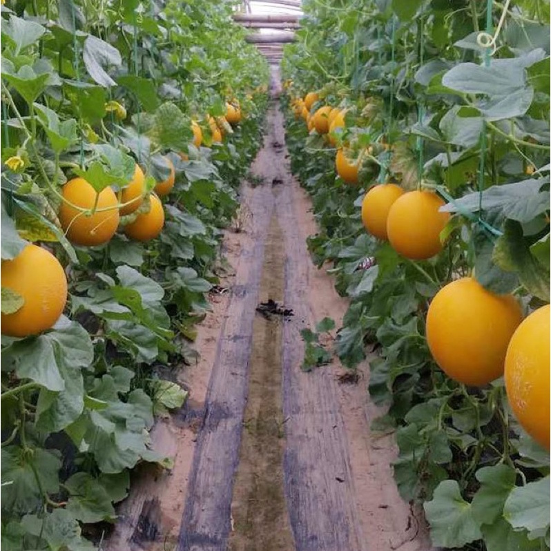 Hạt giống dưa vàng kim cô nương cao sản F1