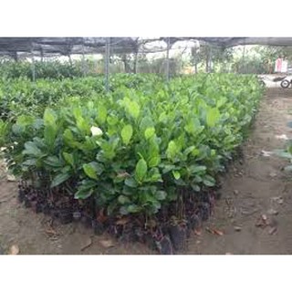Cây Mít Ruột Đỏ ghép (Chuẩn giống).