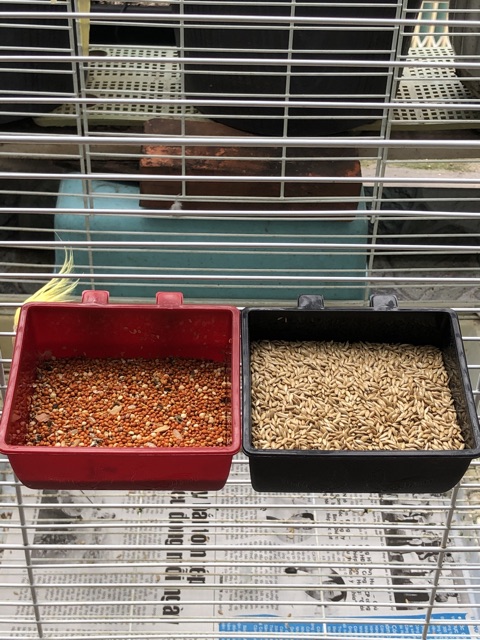 Combo 2 máng ăn vuông (size trung) cho Thú Cưng.