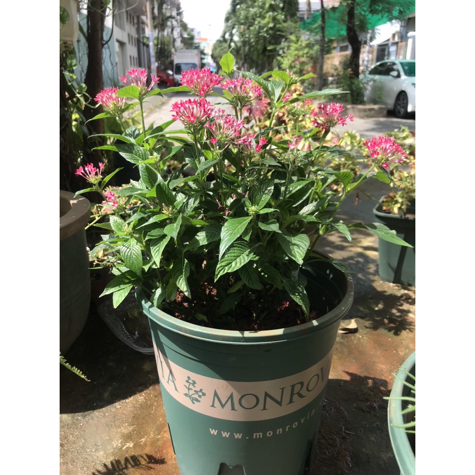 Chậu trồng Hoa-Monrovia 5gl-chậu Garden 6GL)