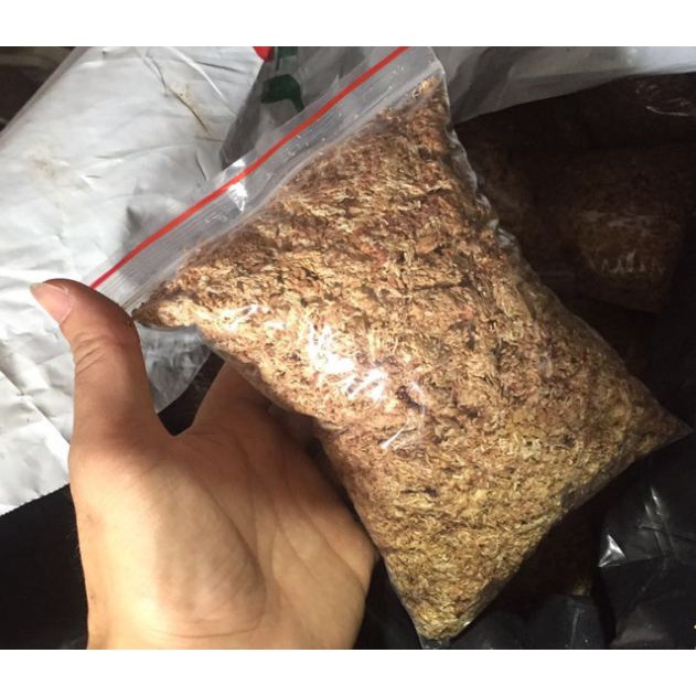 Dớn Rừng Trồng Cây Ăn Thịt, Rêu Rừng Giữ Ẩm Tốt 20g/50g