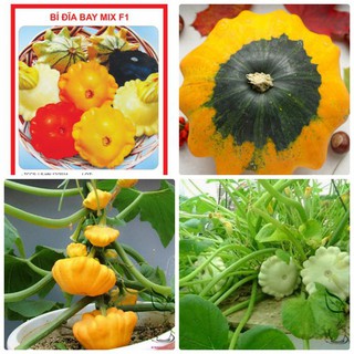 Hạt Giống Bí Đĩa Bay - 10 Hạt - tặng 3 viên nén ươm hạt - DC