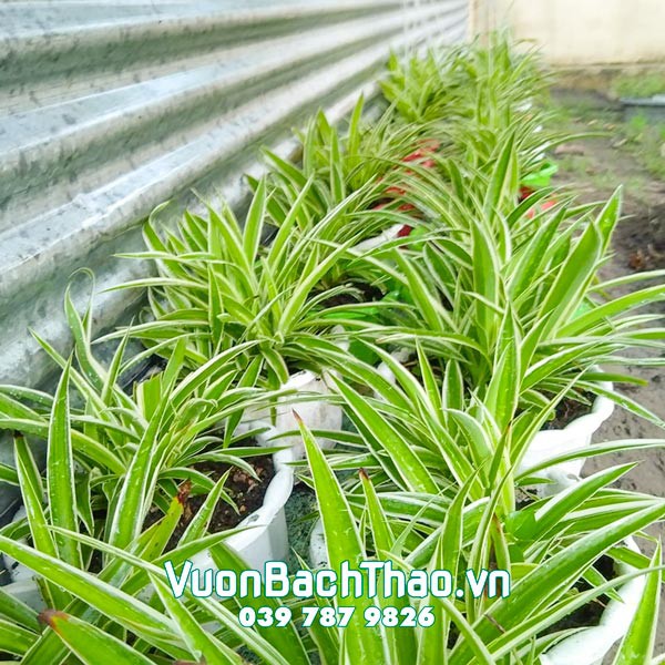 Cây Cỏ Lan Chi Trồng làm cảnh