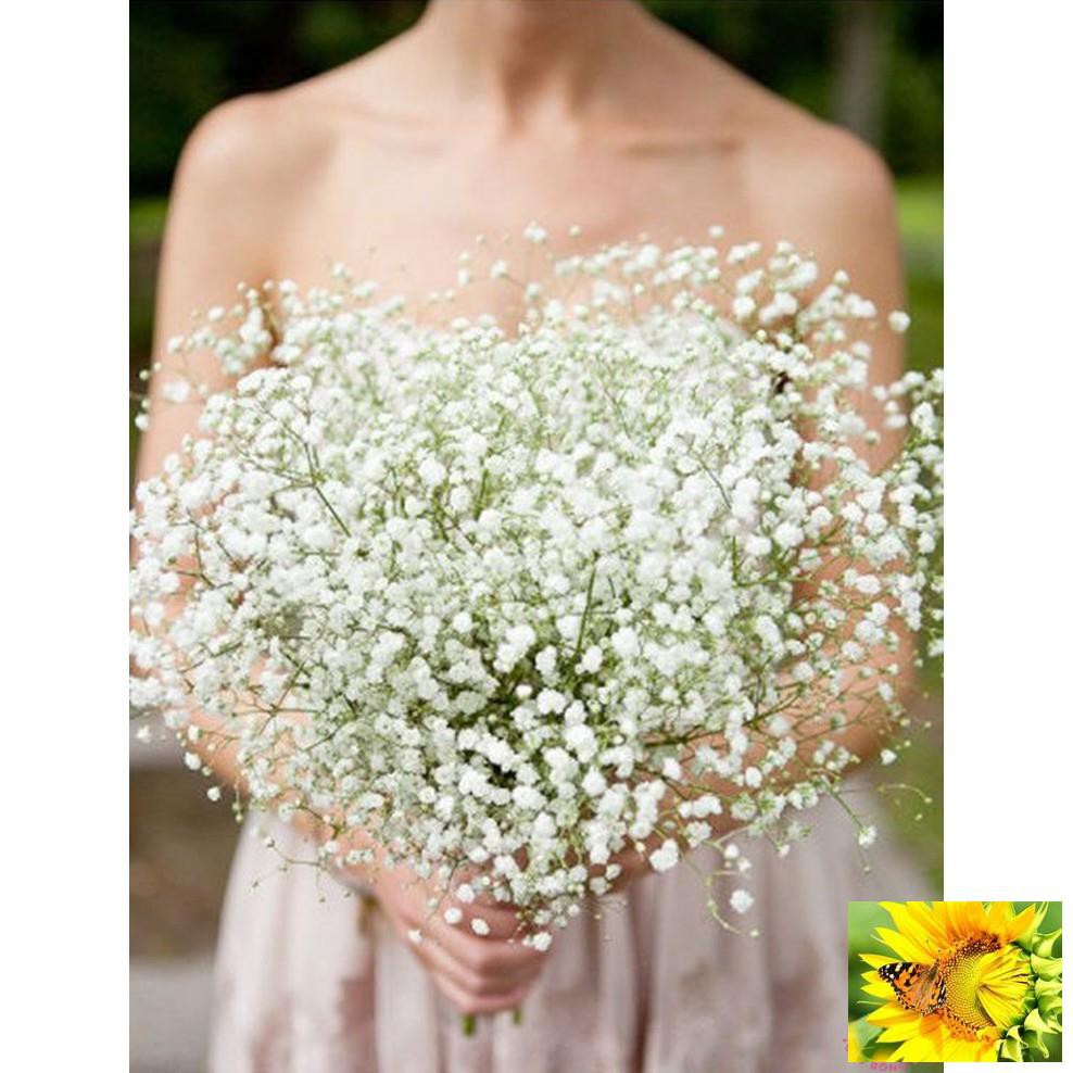 HẠT GIỐNG HOA BABY TRẮNG dễ trồng gói 50 Hạt