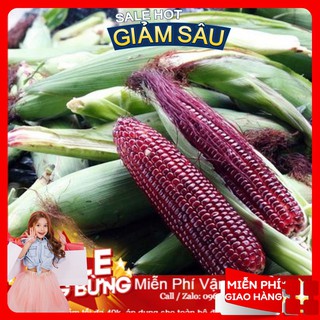 Hạt giống ngô nếp tím - 20 hạt / gói