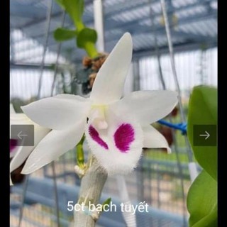 Cốc phi điệp 5 cánh trắng Bạch tuyết (5ct)- hàng gieo hạt - hoa xổ số - hoa siêu đẹp giá rẻ