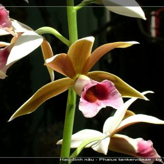 1 củ Hạc Đỉnh Nâu (thơm)