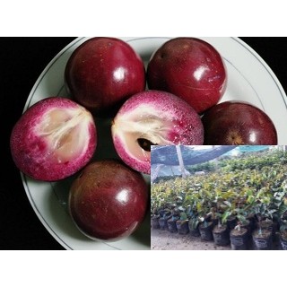 Cây vú sữa tím mica