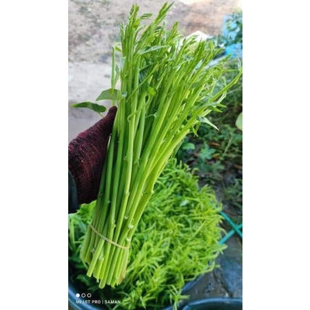 Hạt giống rau muống siêu ngọn Thái Lan 10gr, rau muống chum, rau muống nước