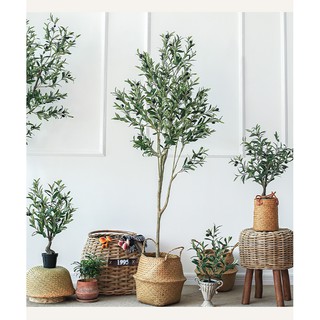 Cây oliu decor phòng khách studio - olive tree