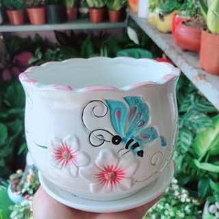 Chậu Trồng Cây