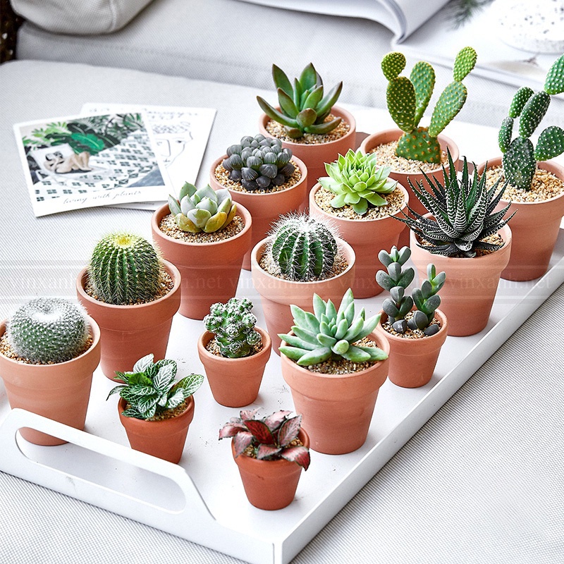 Chậu đất nung màu nâu đất trồng cây 15cm