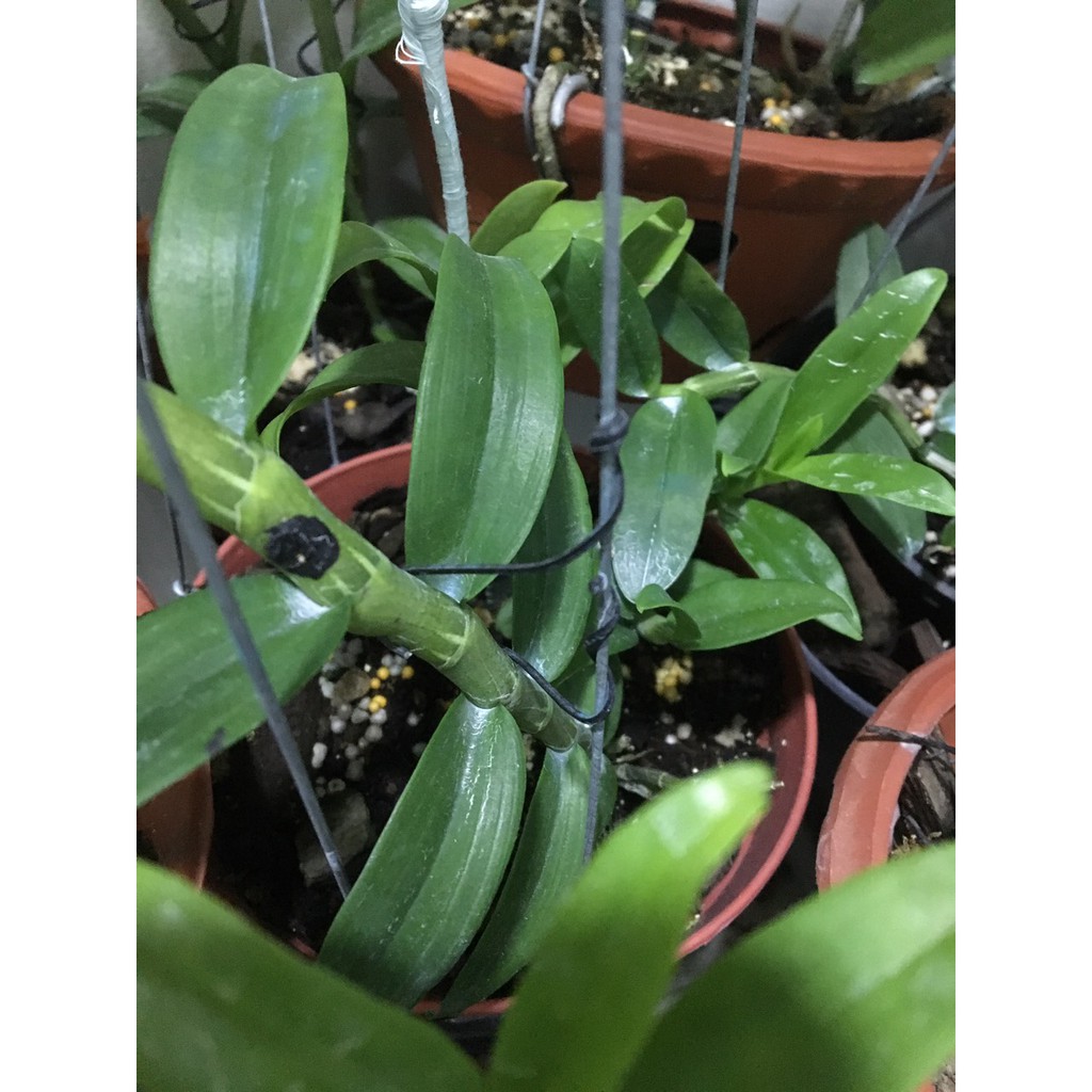 Dây buộc lan màu đen 200gr