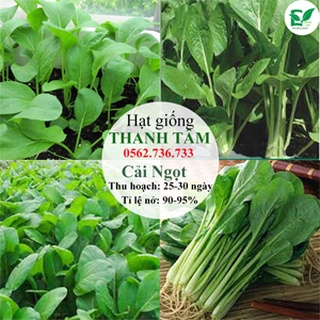 Combo 6 loại hạt giống - 55.000 (tặng kèm 20 hạt Cải Kale Khủng Long)