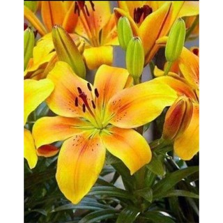 Củ Ly Thân cao Hoa Màu Cam (Củ Ly Giống)