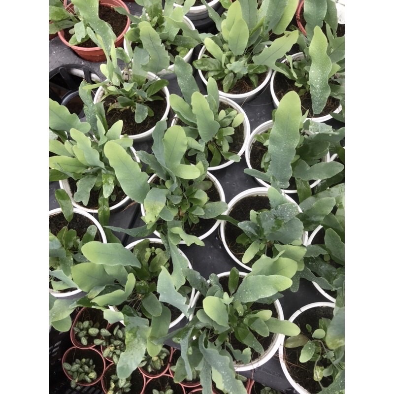 Chậu Dương Xỉ Bạc sz trung