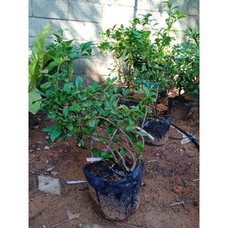 Cây chanh ta (chanh tứ quý) size 45-60cm, gốc chắc khoẻ