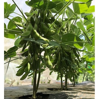 [Hạt giống Nhật Bản] Gói 30 hạt giống đậu nành Nhật Bản  - tỷ lệ nảy mầm 95%