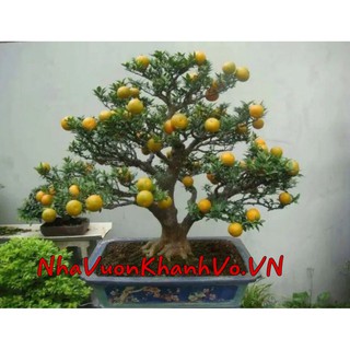 Cây Giống CAm NHật