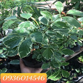 Đinh lăng cẩm thạch - Cây nội thất may mắn