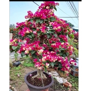 Hoa giấy đổi màu ấn độ