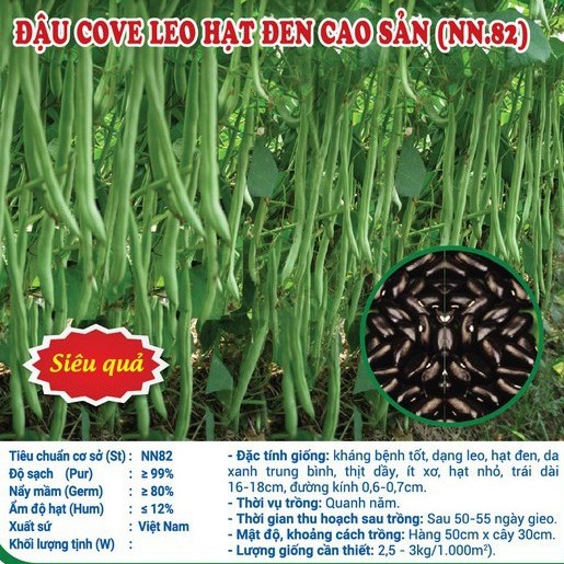 1Kg Hạt giống Đậu Cove leo hạt đen hoa tím_Đỗ cove xanh siêu quả