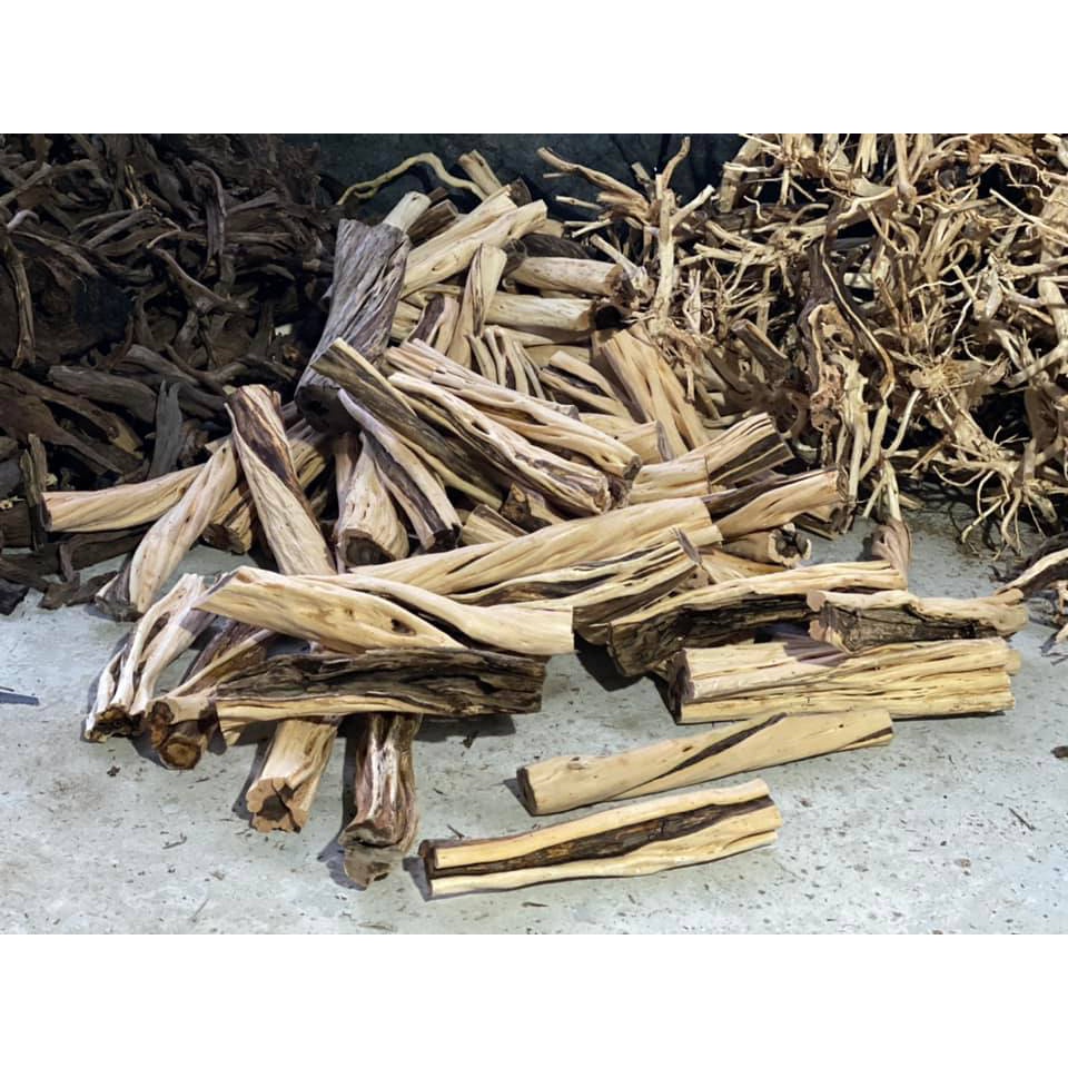 PHÔI LŨA HẢI SA QUỲ LÀM RỪNG SIÊU XOẮN - CHUYÊN SET UP LAYOUT RỪNG BỂ THỦY SINH 1KG - LŨA THẴNG ĐẸP SIZE ĐỦ LOẠI