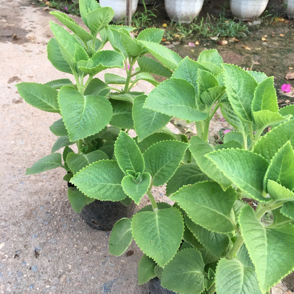 Cây Húng Chanh,Cây Gia Vị,Hương Thơm Dịu Nhẹ Tán Xum