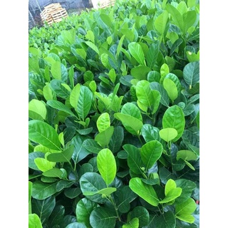 Giống Cây Mít Malai Trái Dài ( cây ghép cho trái sớm)