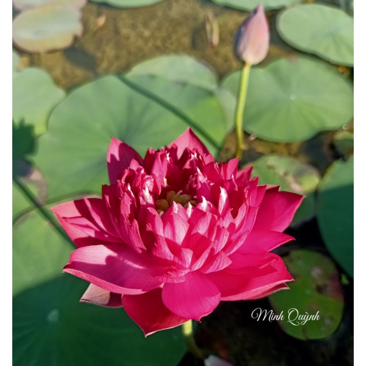 Củ sen mini Queen of heart