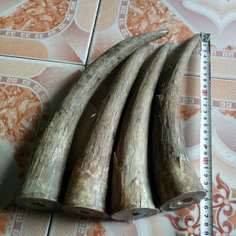 sungbochauphi-ngang 6cm, Dài 25cm