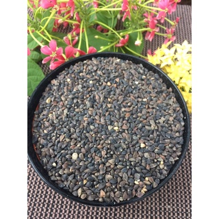 100g hạt ba khía cho chim, vẹt, thú cưng