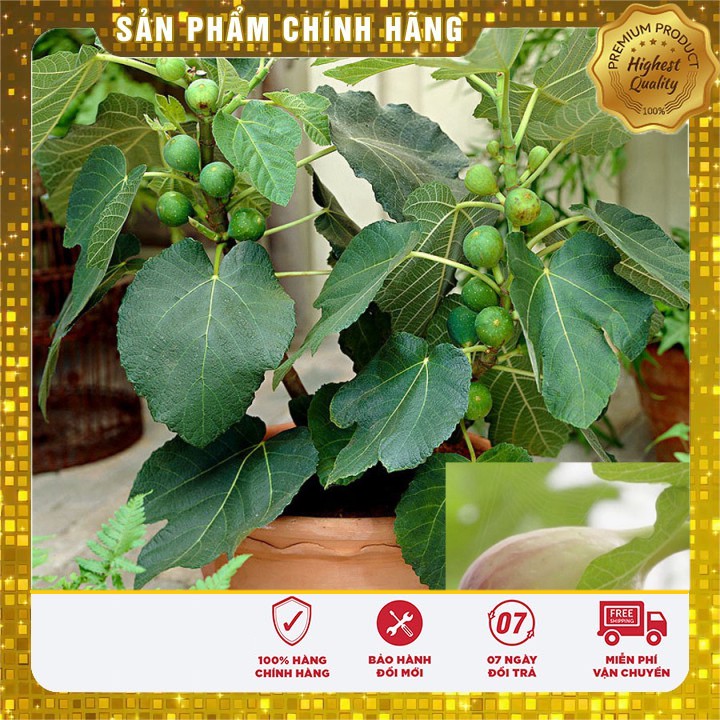 Hạt giống Cây Sung Ngọt Mỹ ( 10 Hạt)