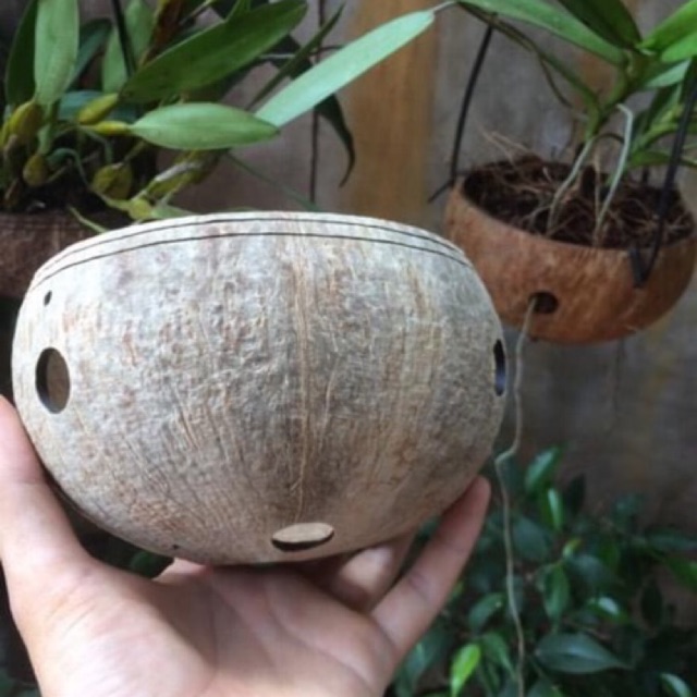 Chậu Gáo Dừa Trồng Lan