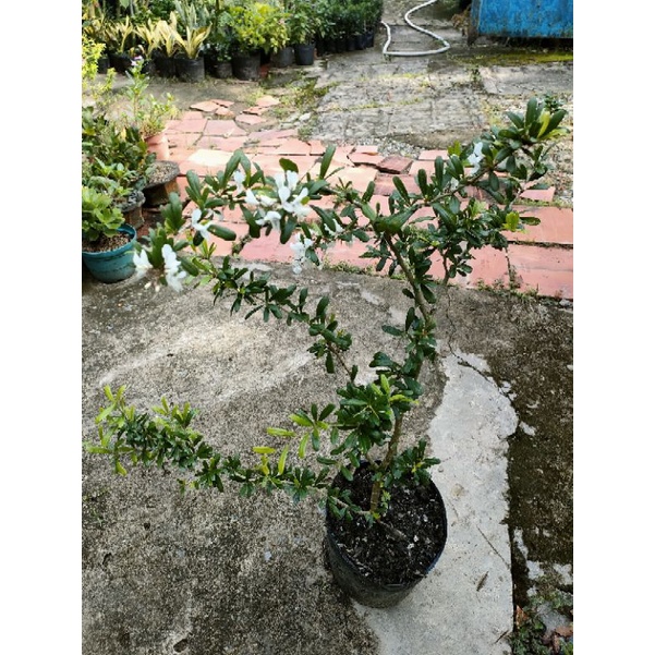 Cây linh sam trắng