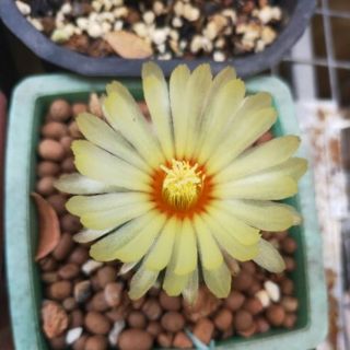 Xương Rồng Aster 3cm