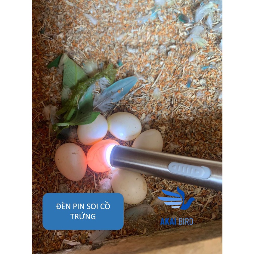 Đèn Pin Soi Cồ Trứng Vẹt Kèm Cáp Sạc