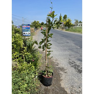 Cây mai xanh thái đang hoa (cây lớn, từ 1,5m)