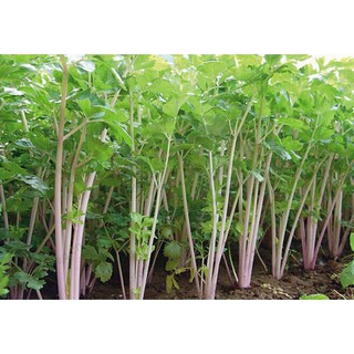 HẠT GIỐNG CÁC LOẠI RAU